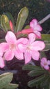 Pink flowers representÃÂ grace, gentility, and happiness.ÃÂ  Royalty Free Stock Photo